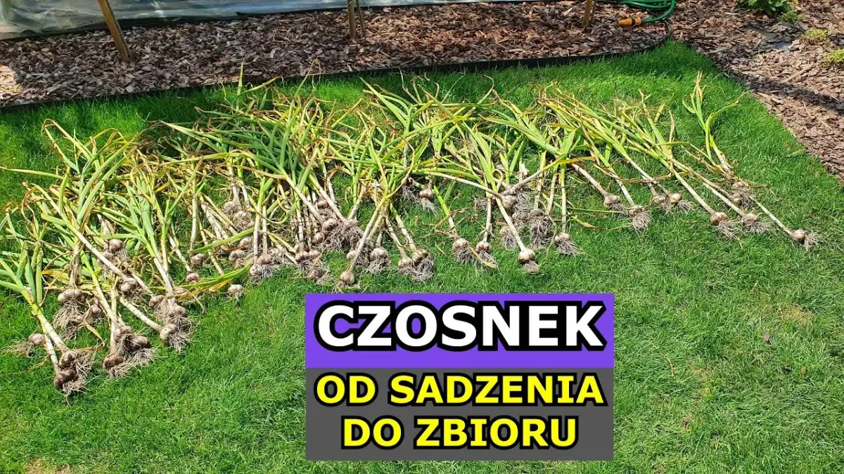 Jak uprawiać czosnek: kluczowe błędy, które warto unikać