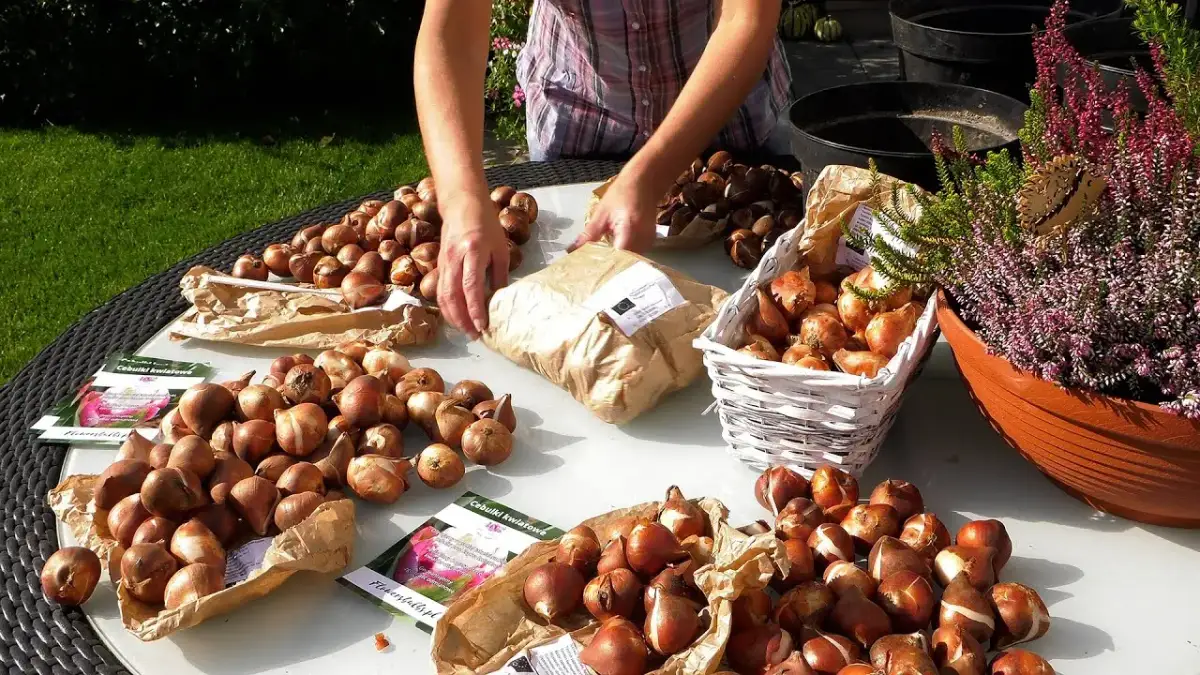 Kiedy sadzić tulipany, aby uniknąć rozczarowania na Wielkanoc?