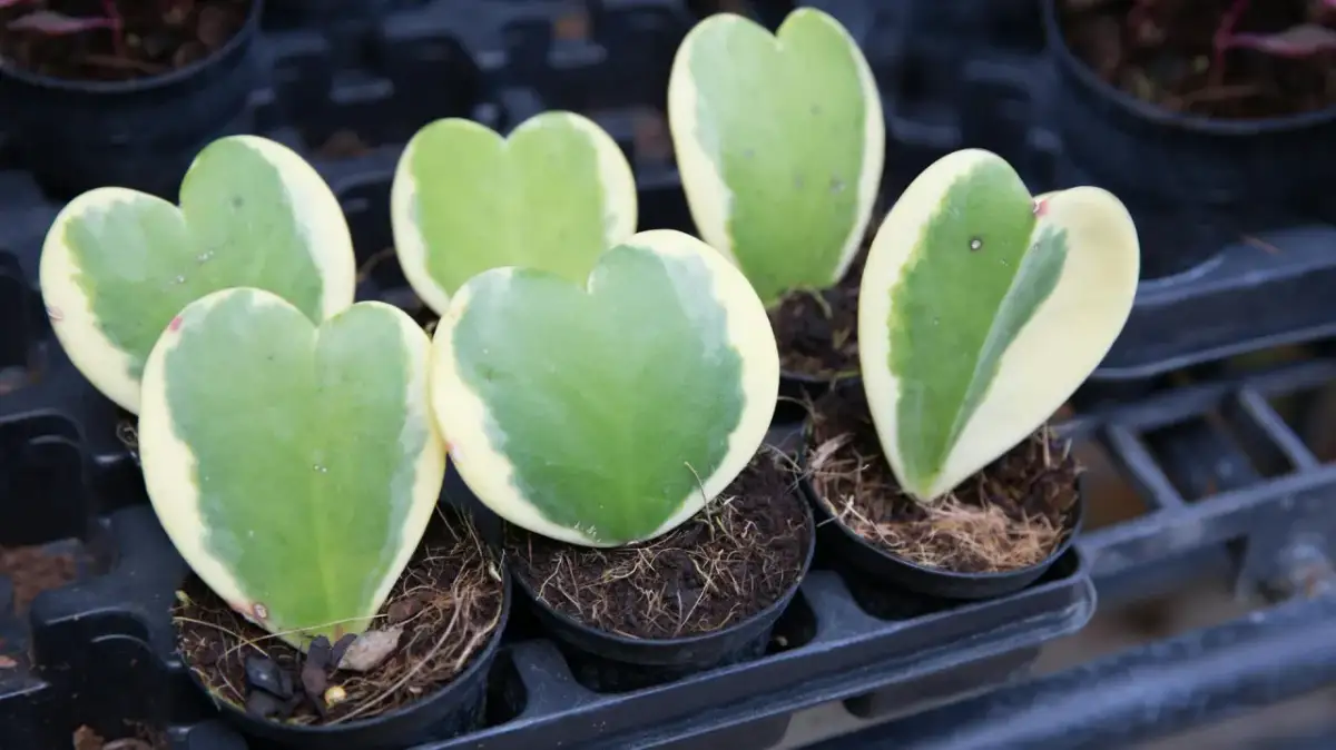 Die besten Pflanzen für das Badezimmer: Pflegeleichte Grünoasen finden