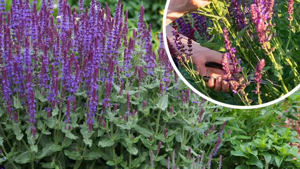 Jak przycinać szałwię, aby uniknąć błędów i cieszyć się zdrowiem rośliny