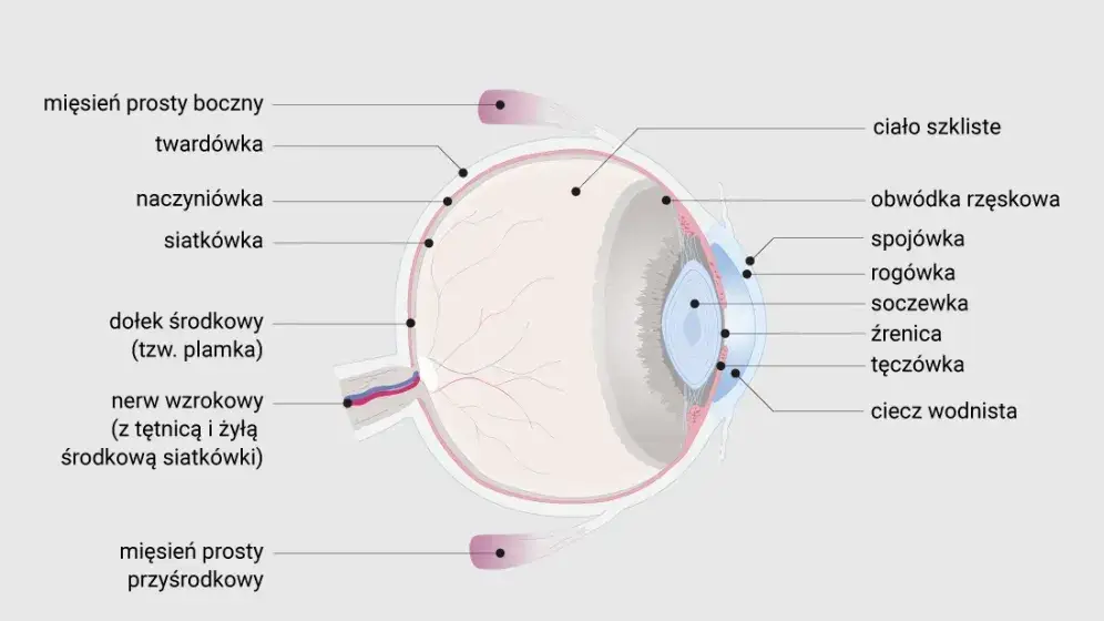 Jak wykryć jaskrę? Kluczowe badania, które mogą uratować wzrok