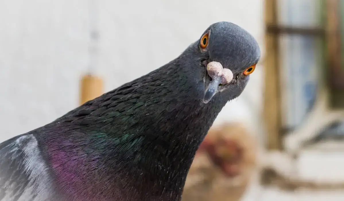 Co oznacza gołąb w domu? Odkryj jego symbolikę i znaczenie