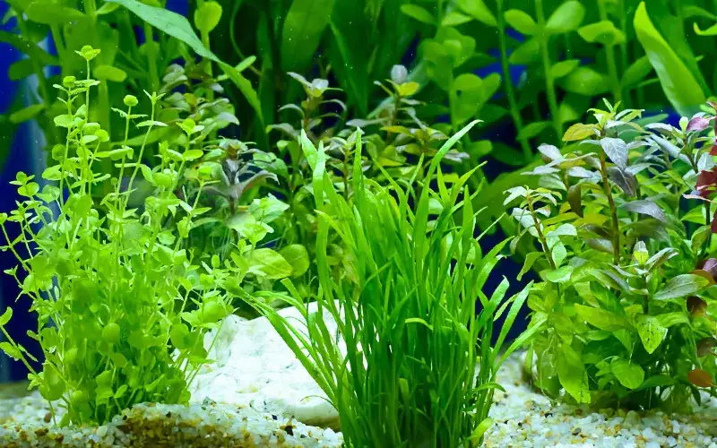 Jakie podłoże do akwarium roślinnego zapewni zdrowy wzrost roślin?