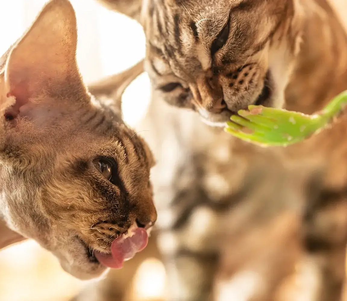 Czym karmić kotka, aby zapewnić mu zdrowy rozwój i szczęście