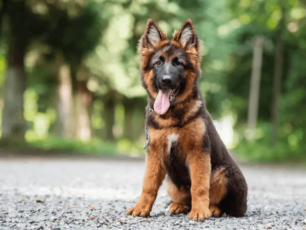 Od kiedy karma junior dla psa? Sprawdź, jak nie popełnić błędu