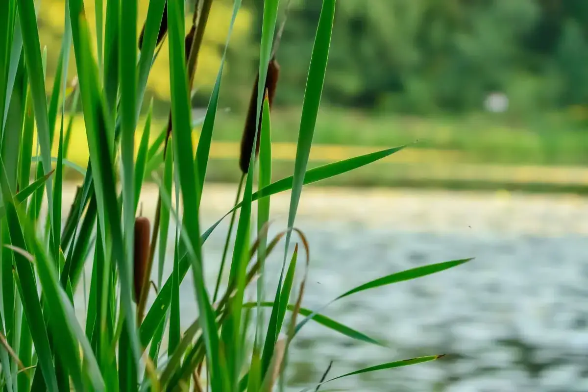 Jezioro w Boszkowie: Odkryj piękno i atrakcje wodne tego miejsca