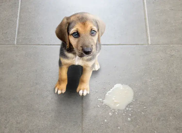 Pies wymiotuje po odrobaczaniu? Kiedy to normalne i co robić.