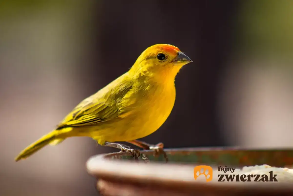 Dlaczego kanarek dziobie pręty klatki? Ekspert radzi!