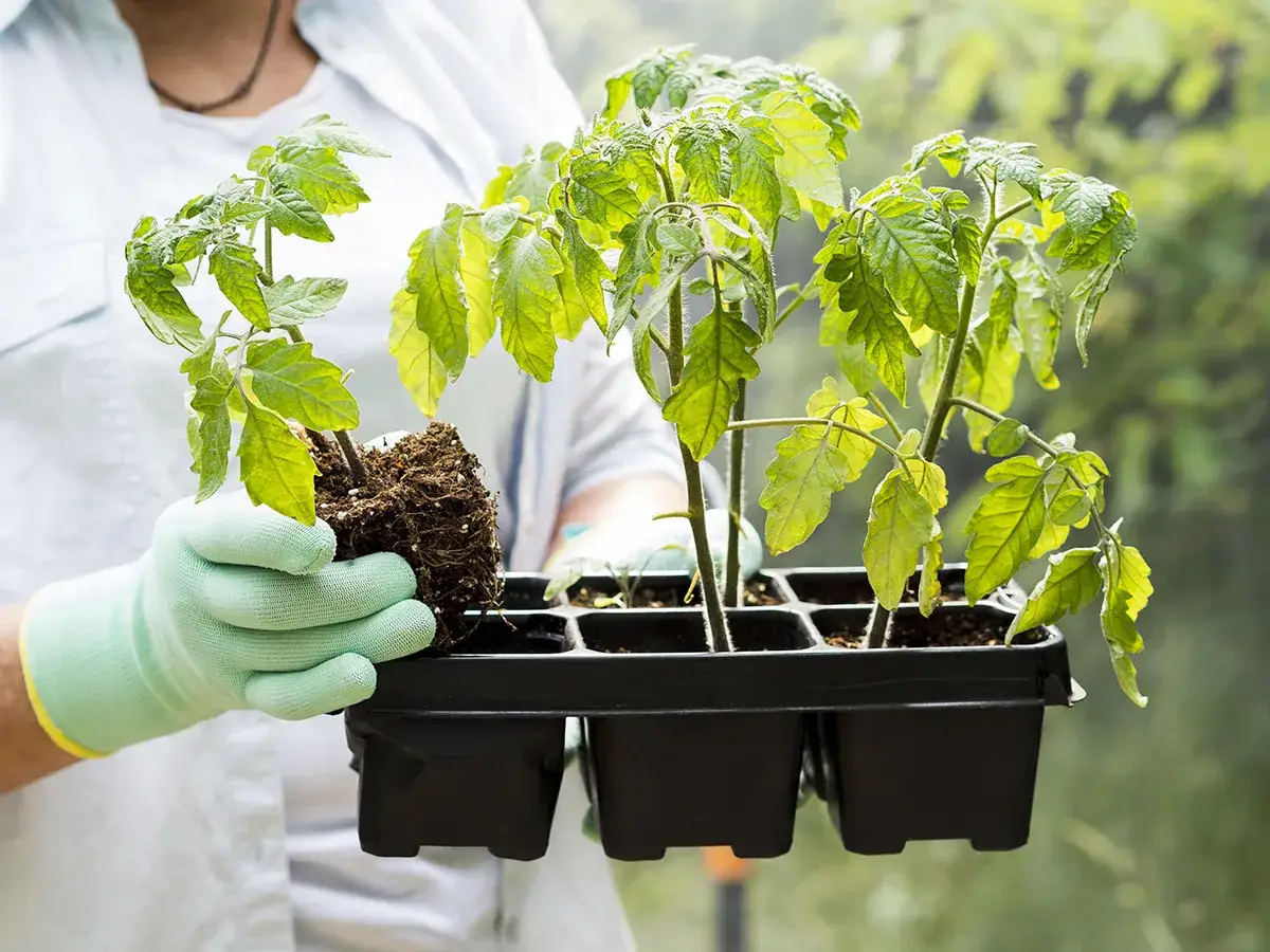 Gdzie sadzić pomidory, aby uniknąć najczęstszych błędów w uprawie?