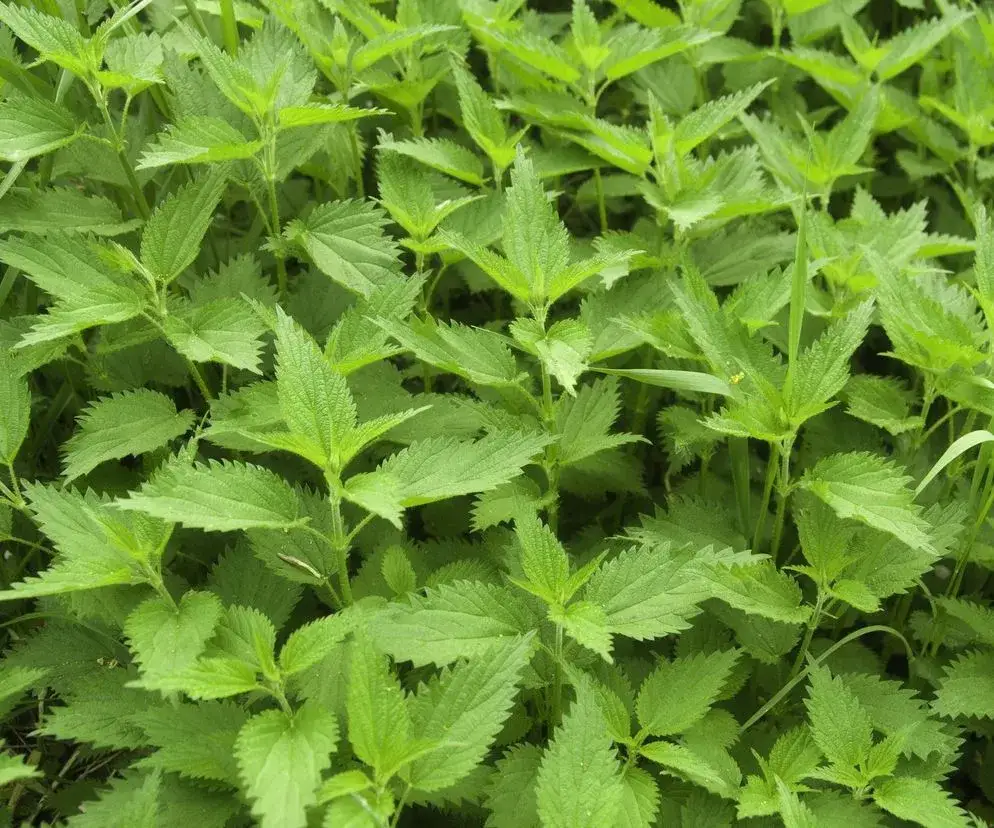 Jak zrobić nawóz z pokrzyw – proste sposoby na efektywną gnojówkę