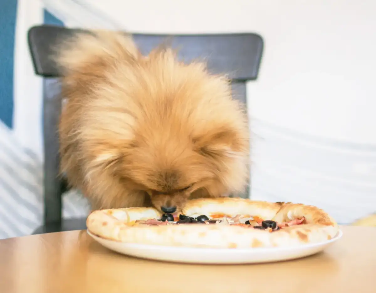 Czy pies może jeść sól? Poznaj fakty i zagrożenia dla zdrowia pupila