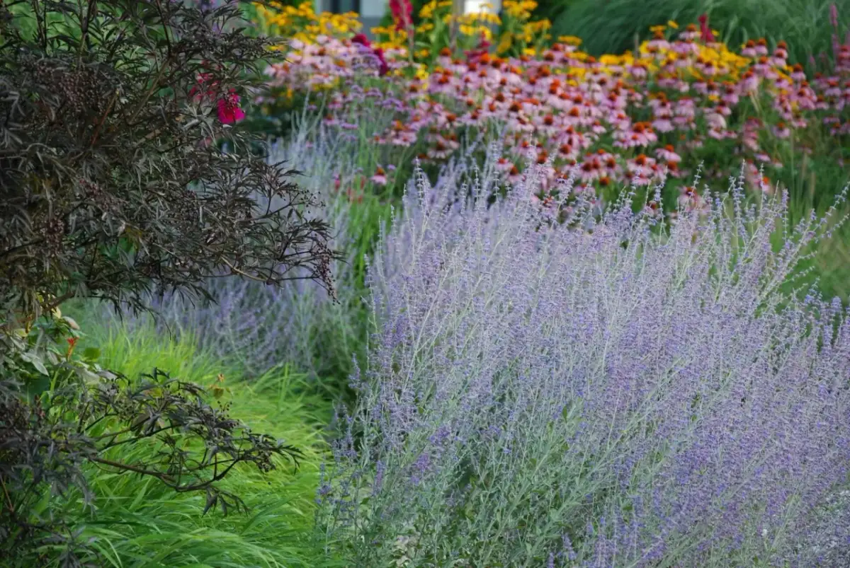 Perowskia: Jak gęsto sadzić? Rozstawa dla efektownej rabaty