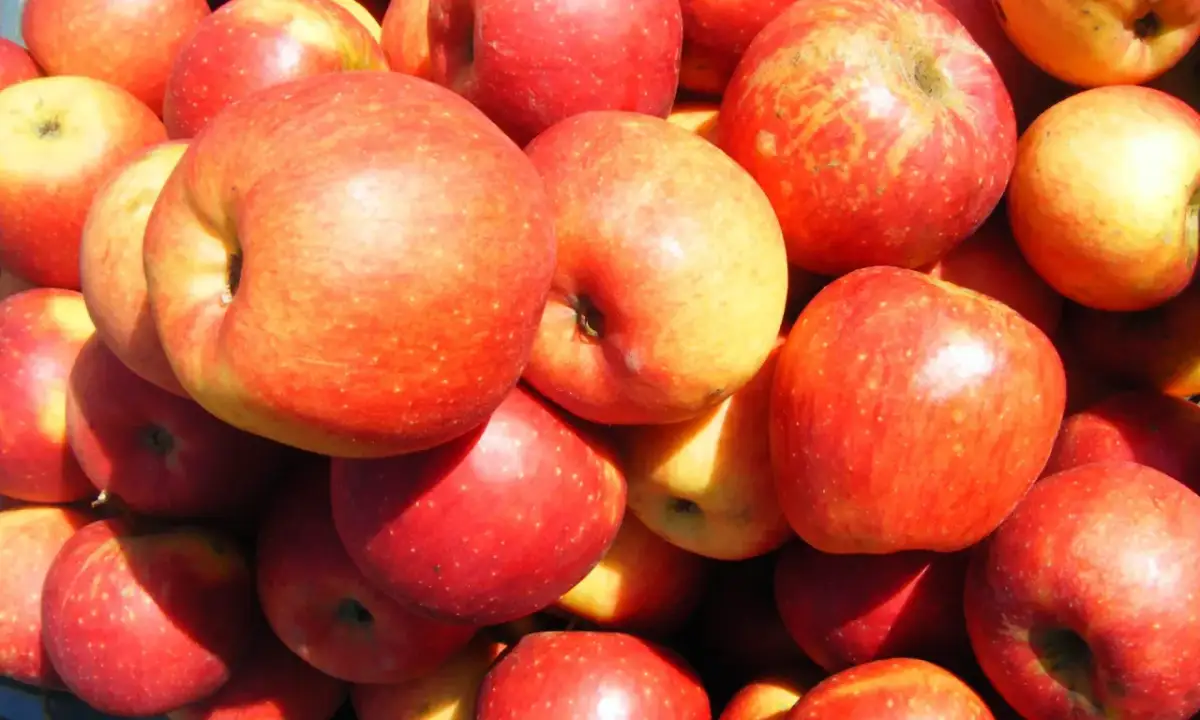 Przysmak Świętokrzyski: Gdzie kupić? Ceny, sklepy i sekrety smażenia!