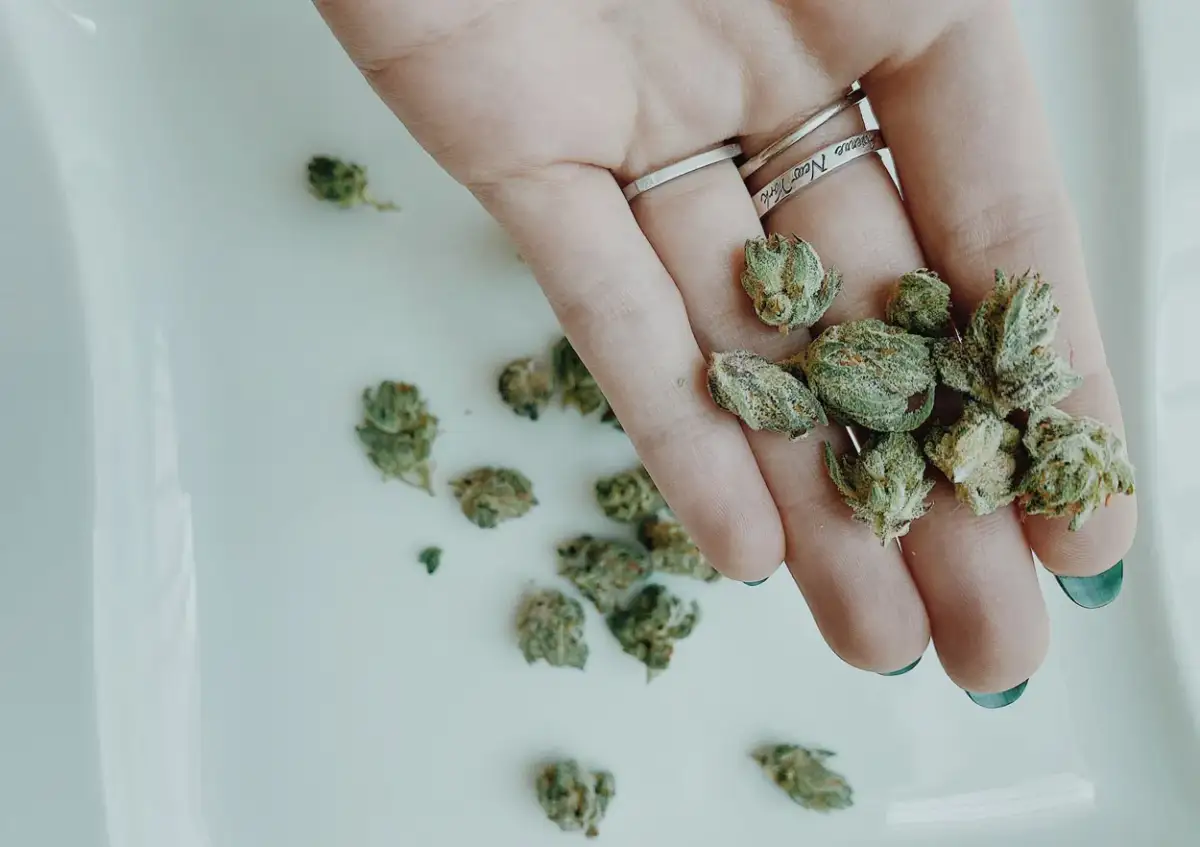 Marihuana w Polsce: Posiadanie, kary, umorzenie. Jak się bronić?