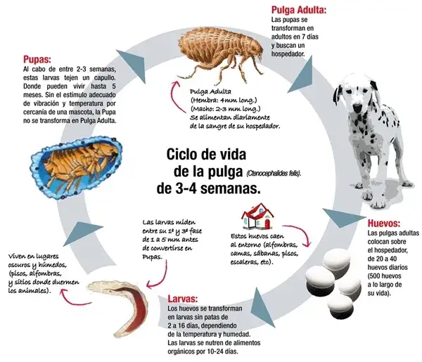 ¿Cuánto miden las pulgas? Tamaños que sorprenden y afectan a tus mascotas