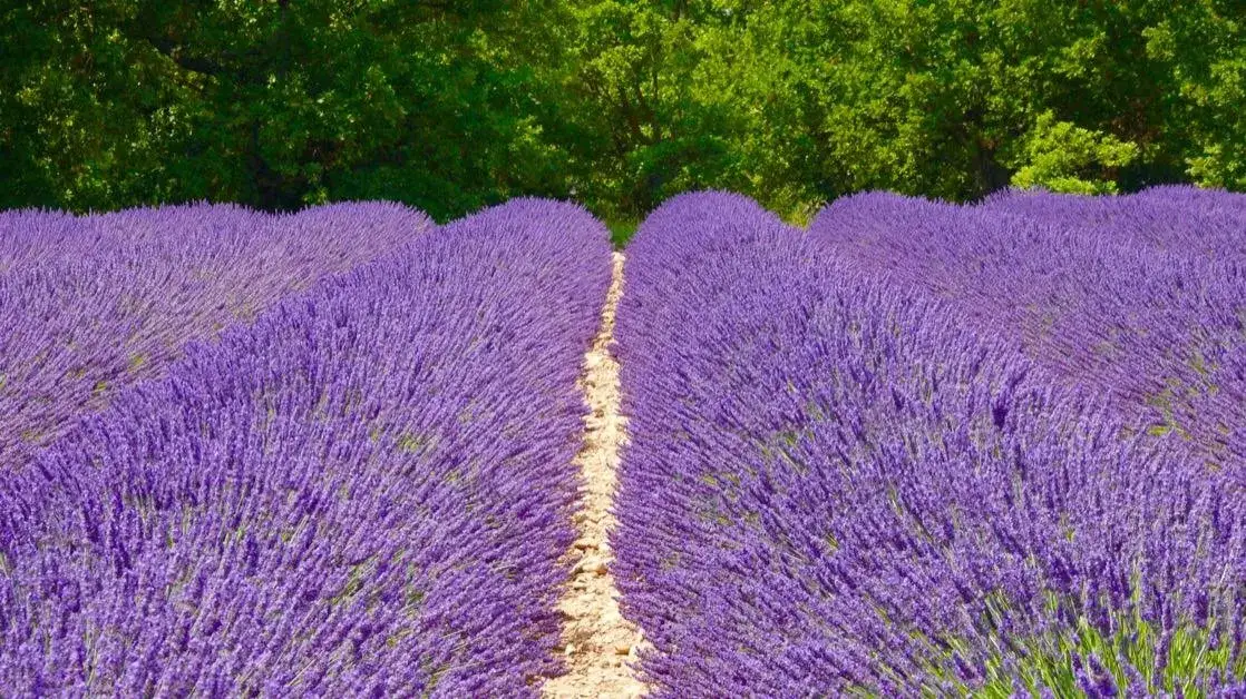 Kiedy jest sezon na lawendę? Odkryj najlepszy czas na kwitnienie