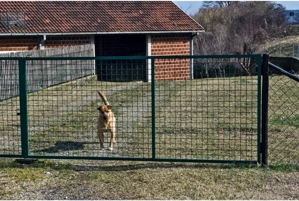 Jaki pies dla dzieci na podwórko – wybierz idealnego towarzysza