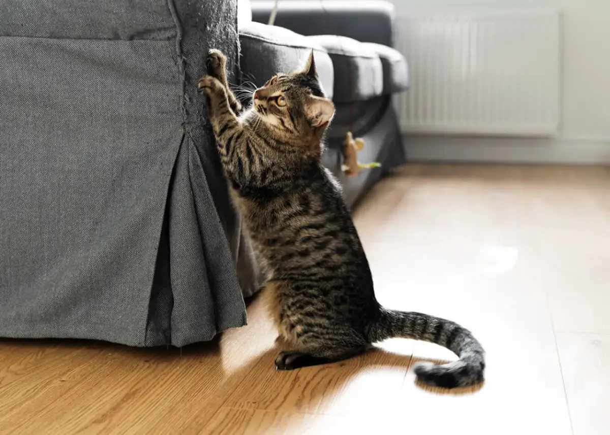 Kot drapie krzesła? Skuteczne metody ochrony mebli i kociego szczęścia
