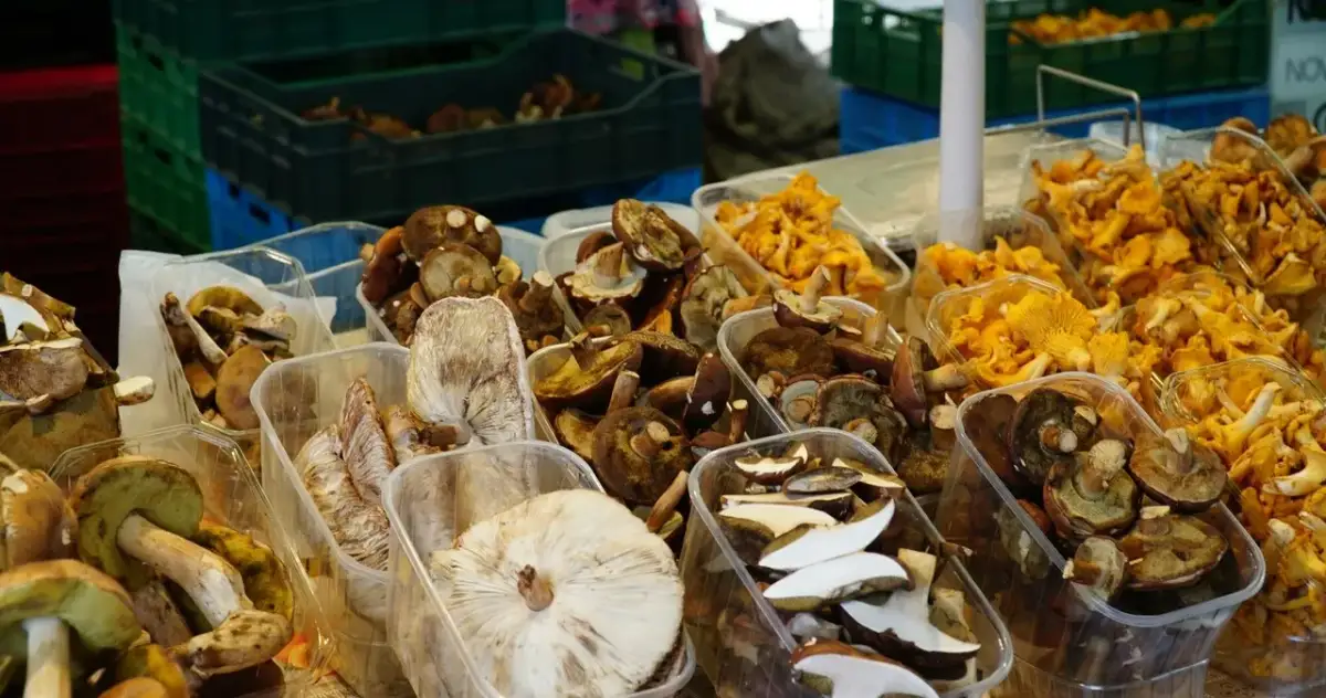 Po ile grzyby na skupie - aktualne ceny i co wpływa na stawki