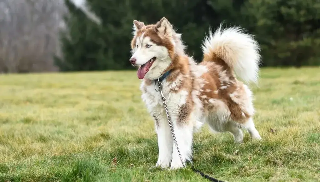 Czy husky szczeka? Odkryj zaskakujące fakty o ich dźwiękach