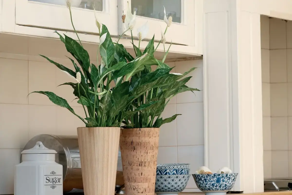Rośliny doniczkowe w kuchni: które wybrać i jak o nie dbać?