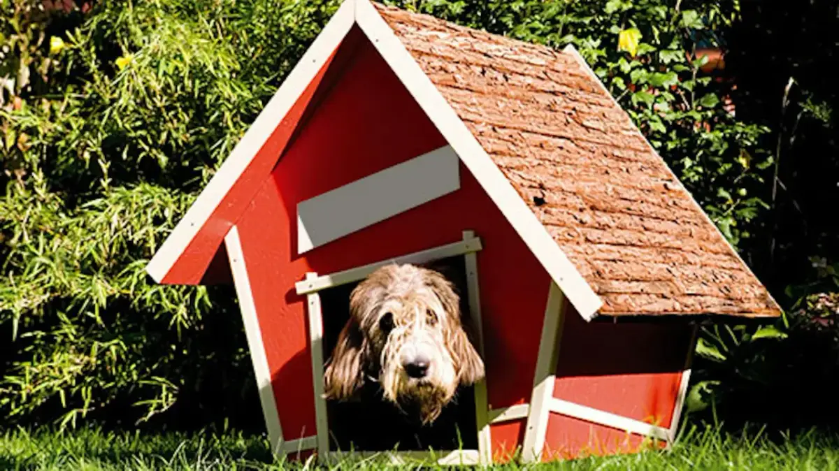 Pies w czerwonej budzie. Dowiedz się, jak zrobić budę dla psa, by Twój pupil miał własne, przytulne miejsce.