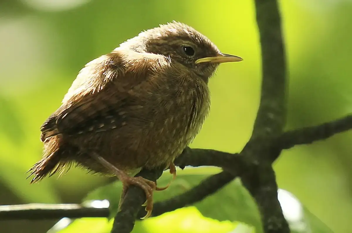 Młody ptak na ziemi: Jak rozpoznać podlota i mądrze pomóc?