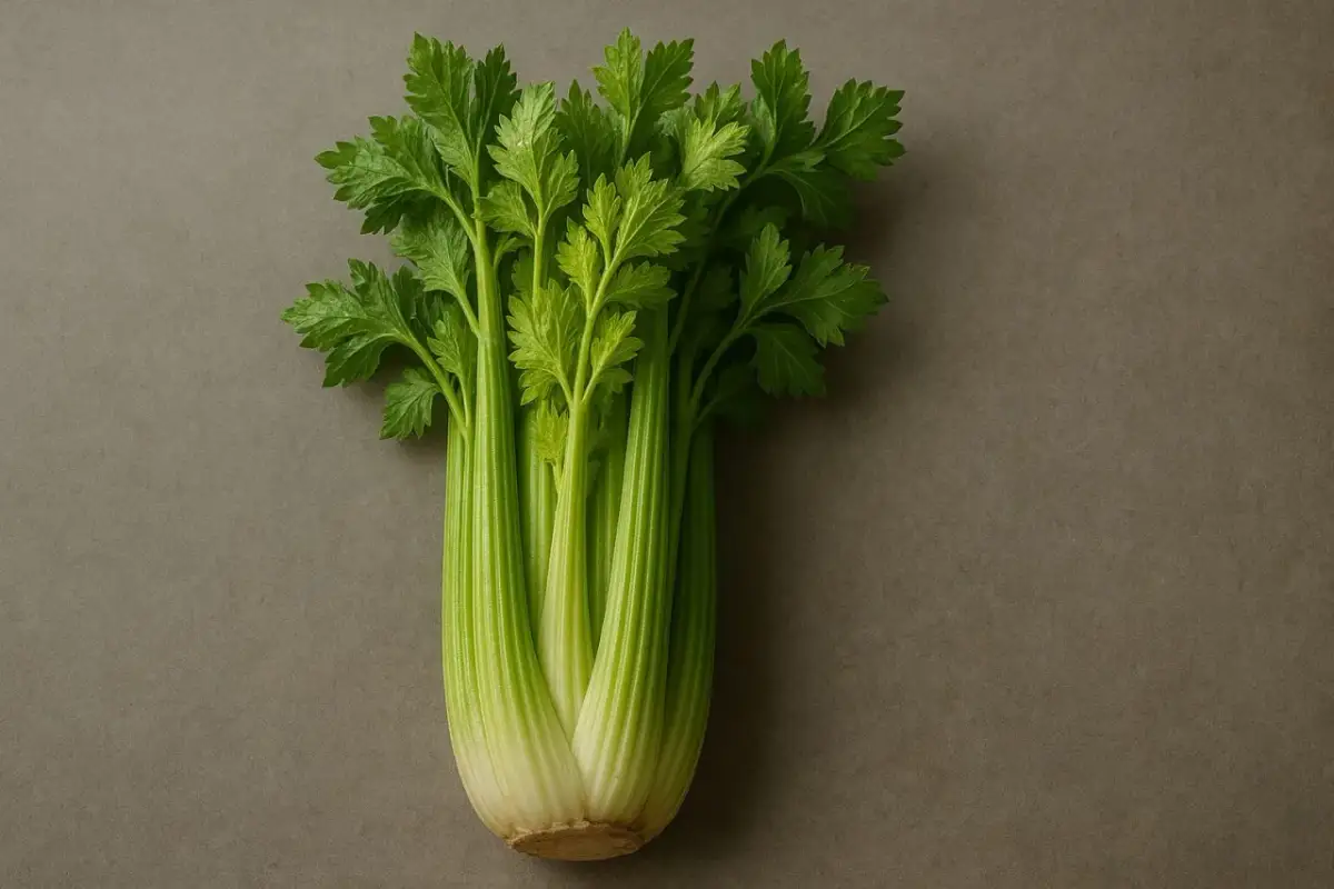 Pęczek świeżego selera na szarym tle. Czy pies może jeść seler? Tak, w umiarkowanych ilościach.