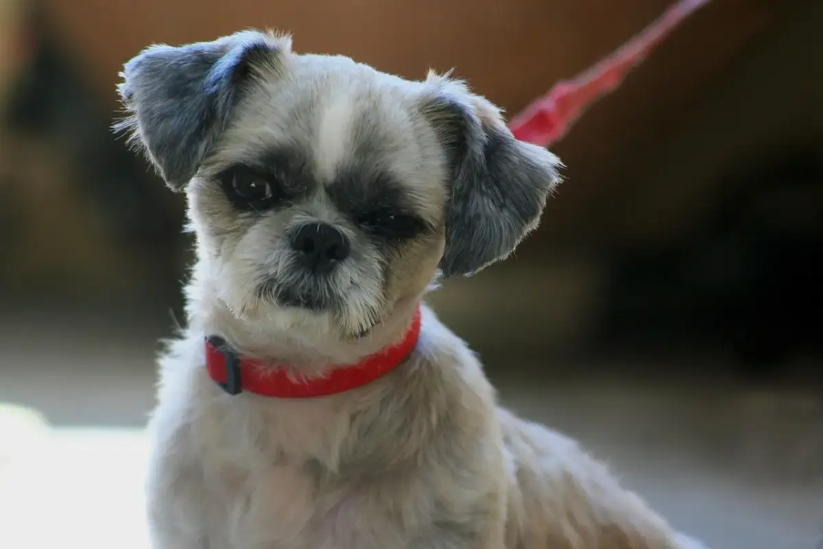 Uroczy piesek w czerwonej obroży. Zastanawiasz się, czy można myć psa szamponem dla ludzi? Lepiej nie ryzykować!