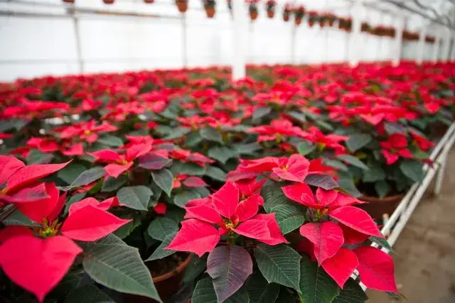 Gwiazda betlejemska a pies: czy jest trująca? Prawda i co robić