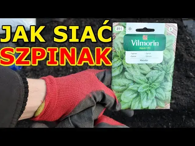 Jak sadzić szpinak w doniczce - proste triki na udane plony