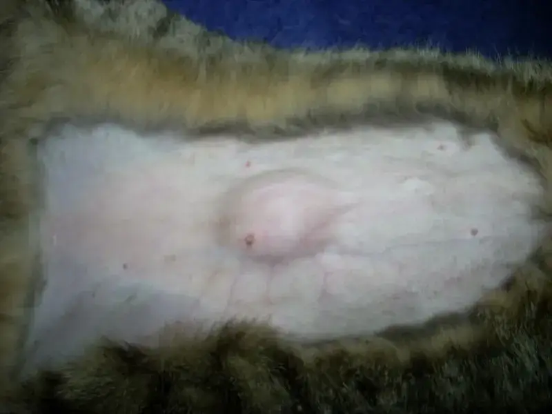 Jak powinna wyglądać rana po sterylizacji kotki – objawy infekcji i opieka