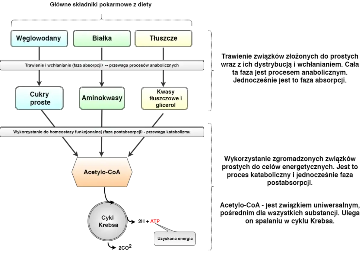 Schemat pokazuje, jak białko, węglowodany i tłuszcze są trawione i wykorzystywane. Białko rozkłada się na aminokwasy, które mogą być wykorzystane do produkcji energii, co pośrednio pomaga, gdy zastanawiamy się, czy białko spala tłuszcz.