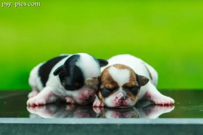 Dlaczego szczenięta umierają? Przyczyny i jak im zapobiegać
