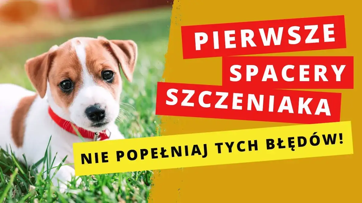 Pierwszy szczeniak? Skuteczny poradnik: wychowanie i opieka.