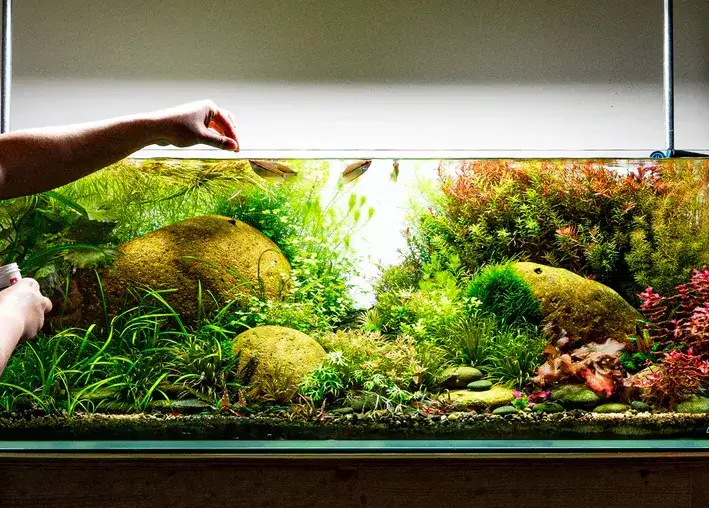 Czy warto wprowadzać CO2 w akwarium? Odkryj kluczowe korzyści