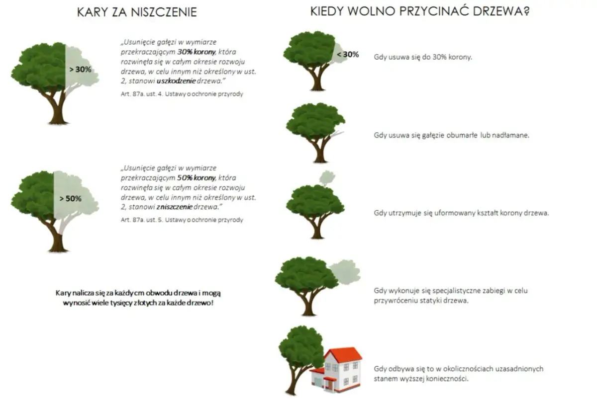 Przepisy dotyczące przycinania drzew liściastych: kary za usunięcie ponad 30% korony, kiedy wolno przycinać drzewa.