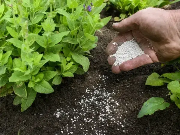 Jakie wapno do kompostu wybrać, aby uniknąć błędów w ogrodzie?