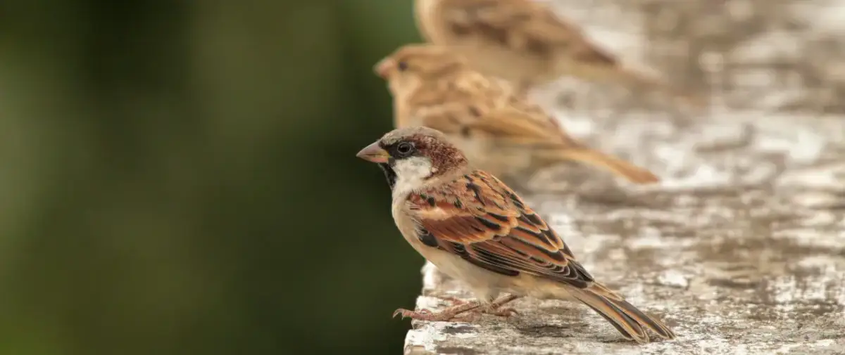 Wróbel siedzi na kamiennej powierzchni, z innymi wróblami w tle.