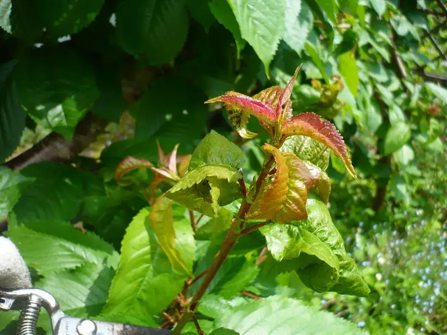 Opryskiwanie czereśni: kluczowe terminy, by uniknąć chorób i szkodników