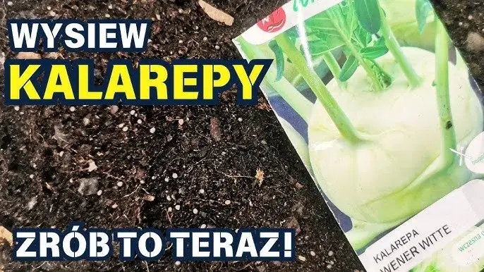 Kiedy siać kalarepę? Terminy siewu na wiosnę i jesień