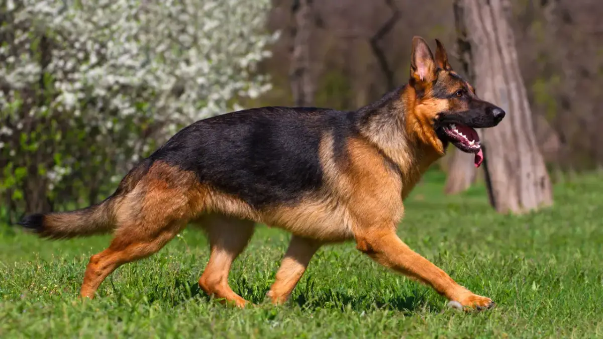 Ile kosztuje owczarek niemiecki? Ceny i co wpływa na ich wysokość