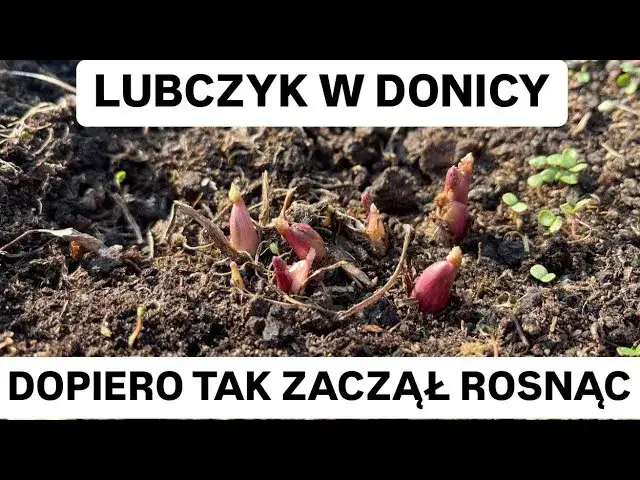 Jak sadzić lubczyk w doniczce – uniknij najczęstszych błędów