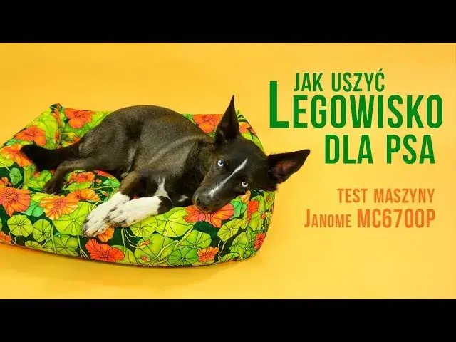 Wygodne legowisko dla psa bez szycia? 4 proste metody DIY!