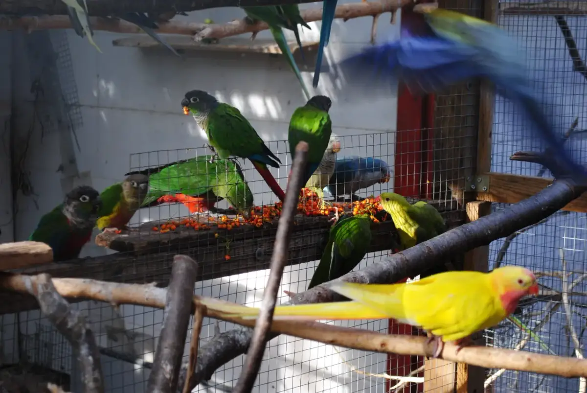 Jakie papugi mogą być razem w wolierze, aby uniknąć konfliktów?