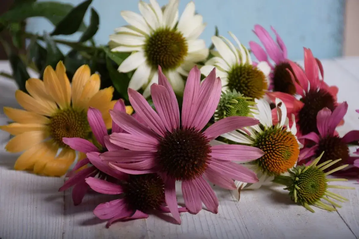 Jeżówka nasiona kiedy siać - idealny czas na siew i pielęgnację