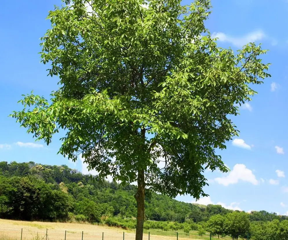 Nawożenie orzecha włoskiego: Sekret zdrowego drzewa i obfitych plonów