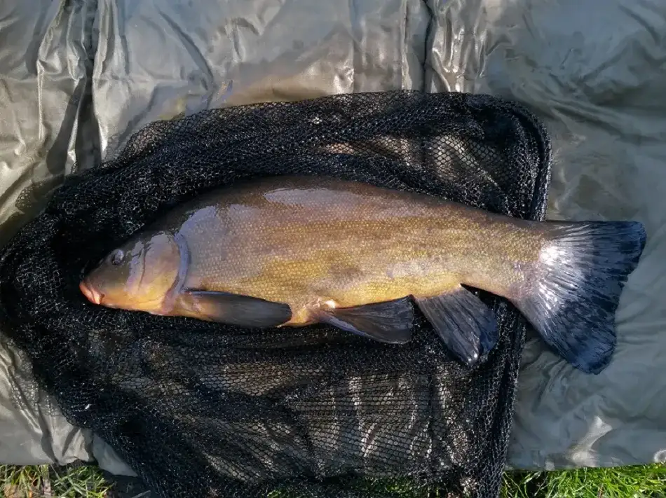 Zanęta Champion Feed Wonder Black - skuteczność i zastosowanie w wędkarstwie