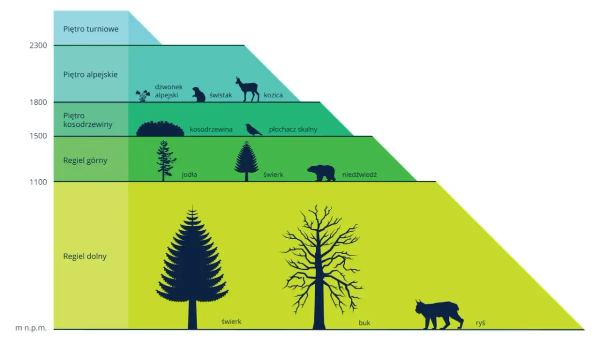 Co to jest szata roślinna i dlaczego jest kluczowa dla ekosystemu