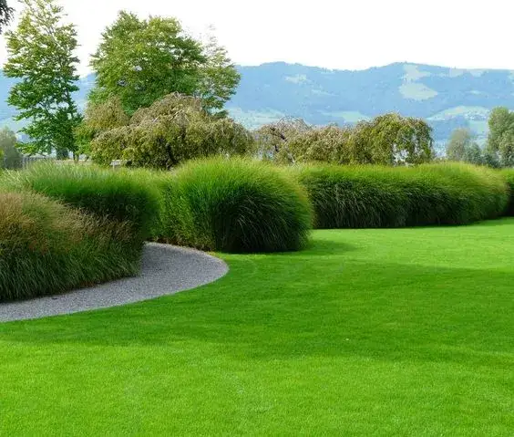 Miskant Gracillimus jak sadzić: uniknij błędów i ciesz się pięknem